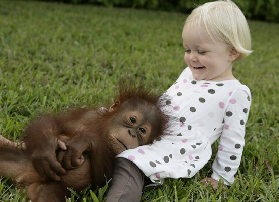 猩猩与小女孩