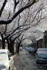 记录北京的春雪