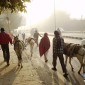 印度新德里的毛驴运输队