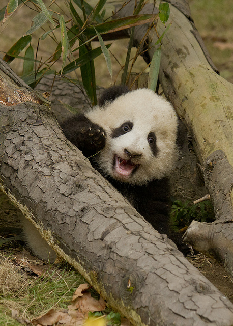 happy panda.jpg