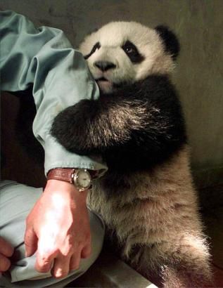 baby_panda_holds_hand(arm).jpg