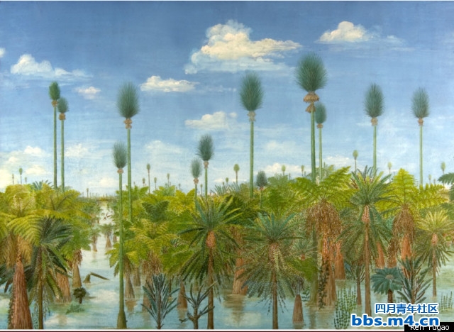 s-298-MILLION-YEAR-OLD-FOREST-large640.jpg