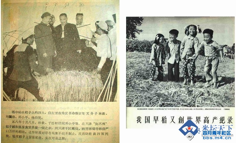 a3邓小平站在水稻上.jpg
