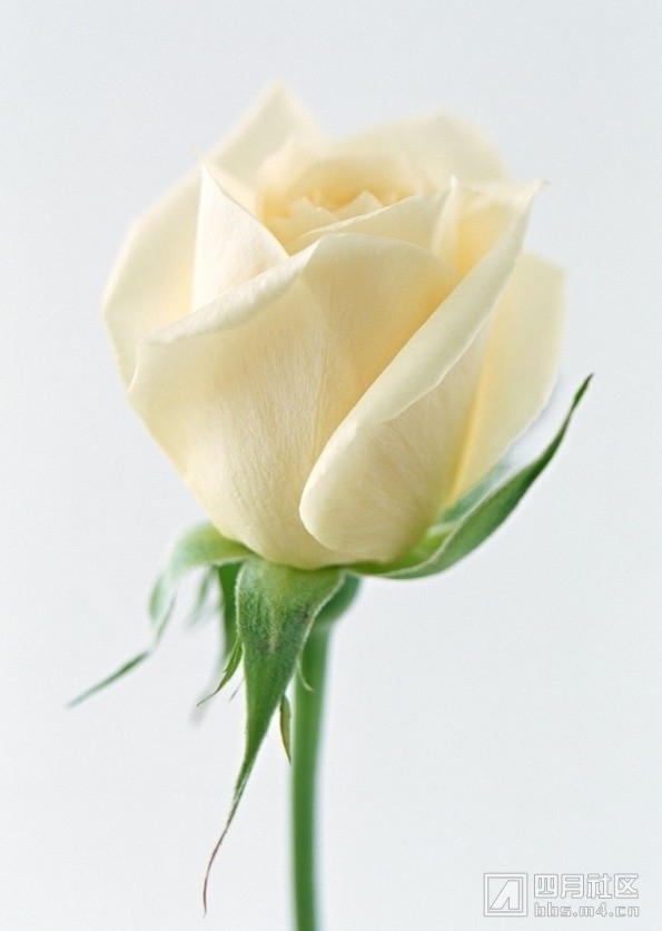 白玫瑰.jpg