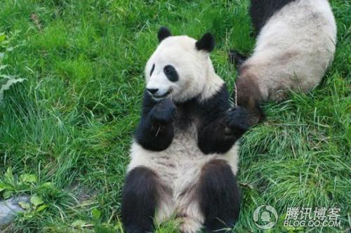 见过吃草的大熊猫吗？.jpg
