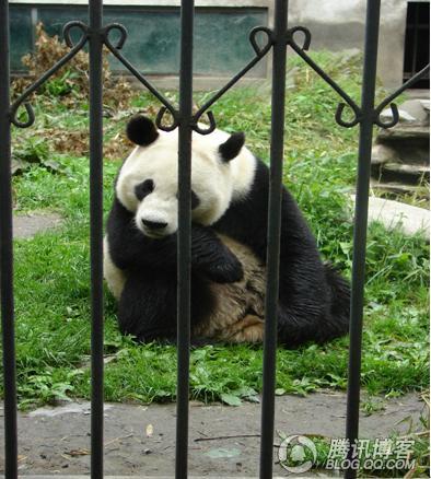 大熊猫无助的眼神让人望而生怜。.jpg
