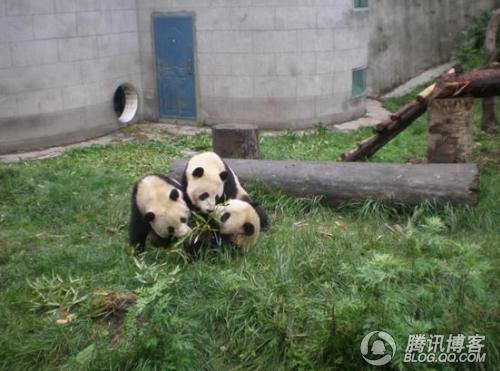可能是饿极了，三个大熊猫抢吃一根竹子，可怜！.jpg