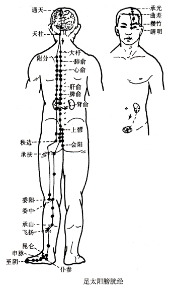 足太阳膀胱经.jpg