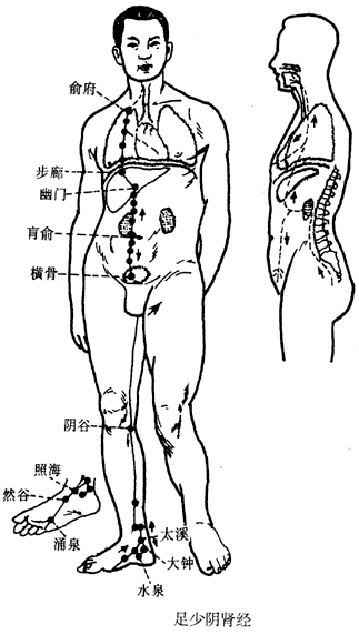 足少阴肾经.gif