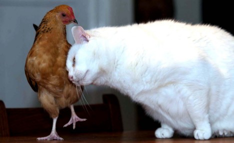 鸡"征服"猫大哥 爱情跨越年龄物种