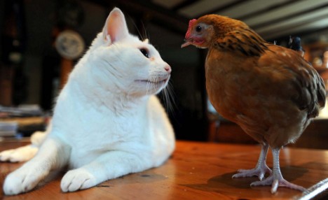 鸡"征服"猫大哥 爱情跨越年龄物种