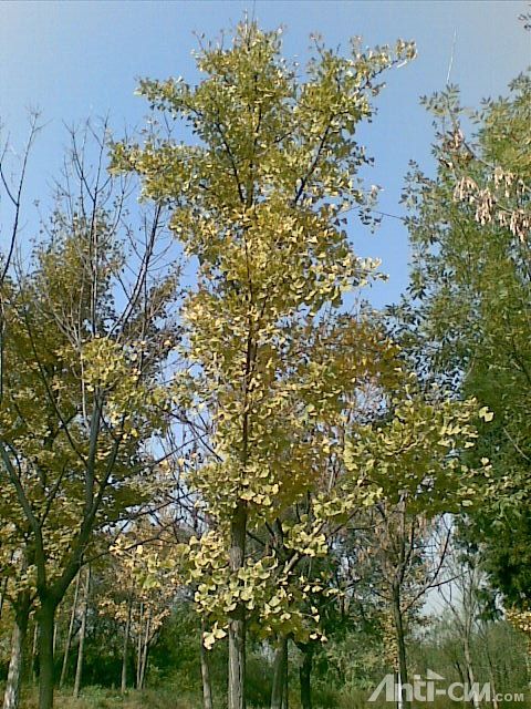 秋天小树、花草