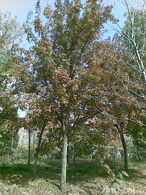 秋天小树、花草