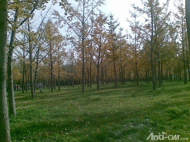 秋天小树林