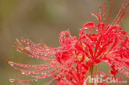 雨の曼殊沙華.jpg