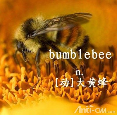 bumblebee----大黄蜂.jpg