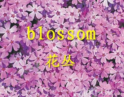 blossom----花丛.jpg