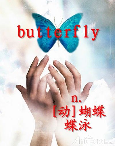 butterfly----蝴蝶.jpg