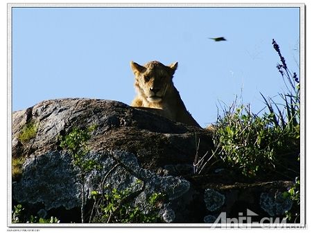 非洲狮--塞伦盖蒂国家公园.jpg