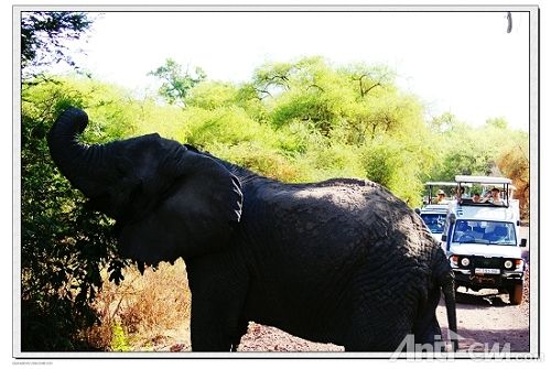 大象--马尼亚拉湖国家公园.jpg