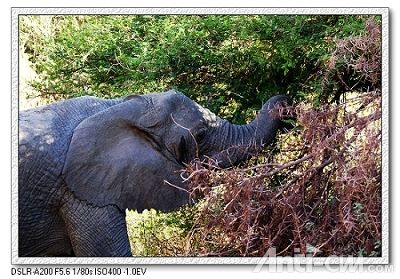 非洲象--马尼亚拉湖公园.jpg