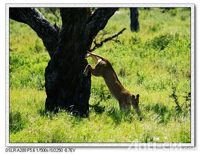 狮子下树--塞伦盖蒂国家公园.jpg