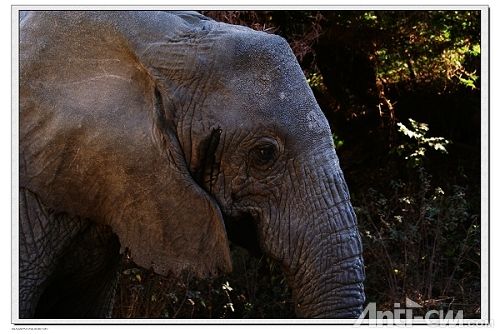 非洲象1--马尼亚拉湖公园.jpg
