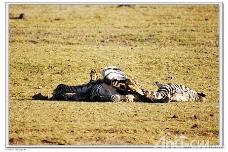 斑马的残骸--安博塞利国家公园.jpg