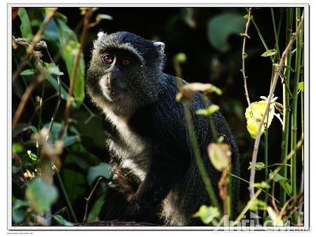 猴--马尼亚拉湖公园.jpg