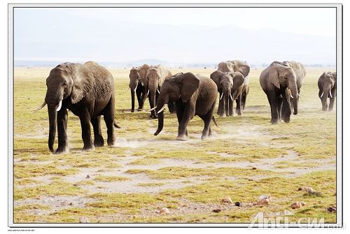 非洲象群--安博塞利国家公园.jpg