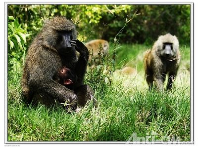 狒狒母子--纳库鲁湖国家公园.jpg