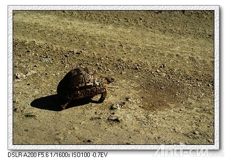 旱龟--纳库鲁湖国家公园.jpg
