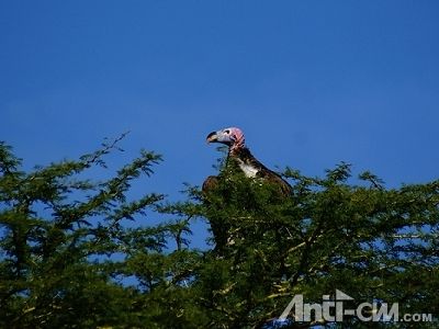 鹰1--塞伦盖蒂国家公园.jpg