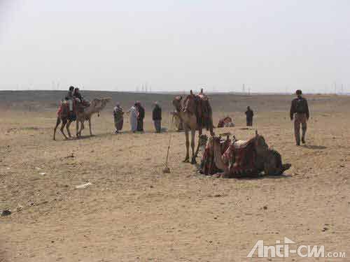 等待游客的埃及骆驼，骑在上面照一下20埃磅