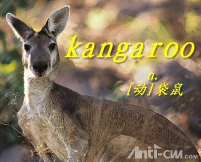 kangaroo----袋鼠.jpg