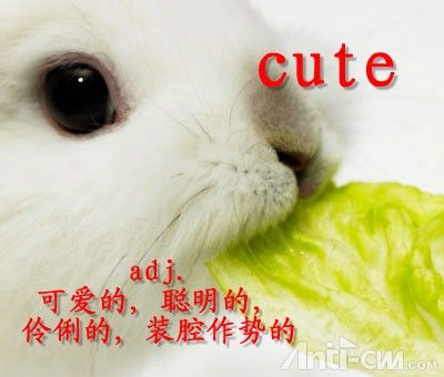 cute----可爱.jpg