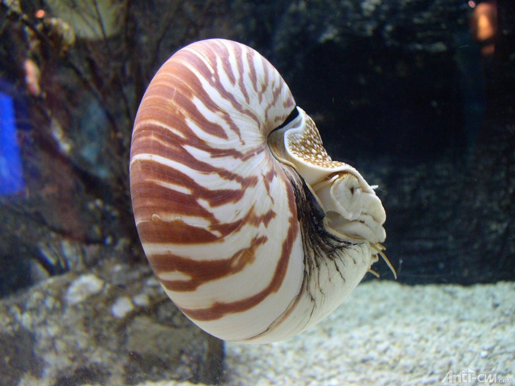 活化石 - ｢鸚鵡螺｣