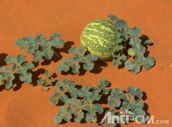 沙土里的西瓜.jpg