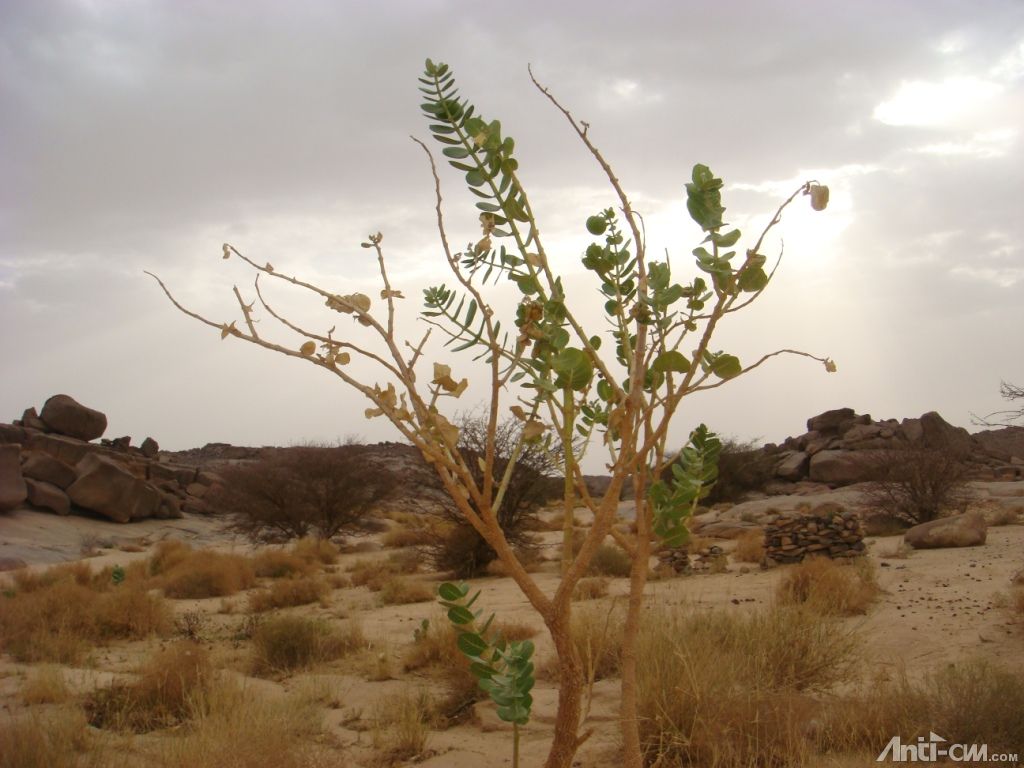 沙漠植物.JPG