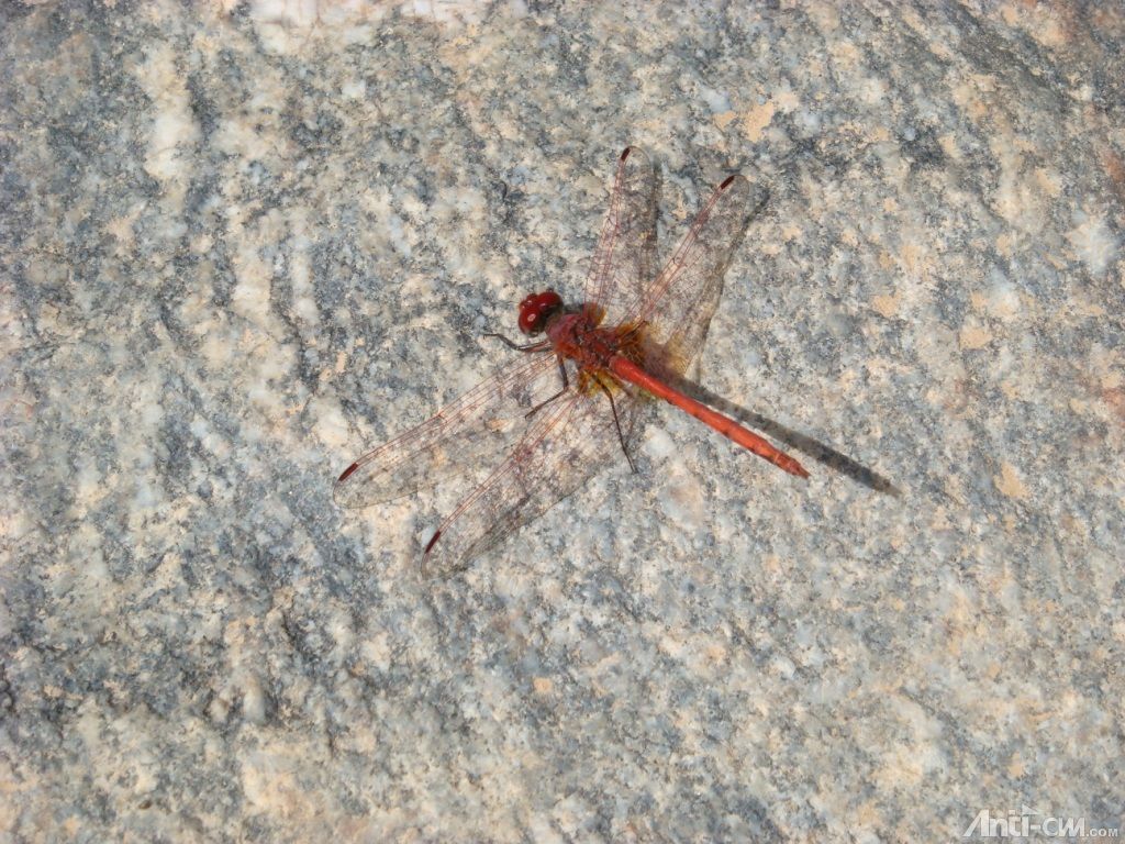 湖泊旁的红蜻蜓.JPG