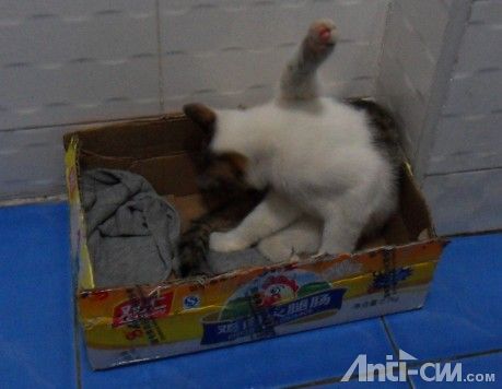 猫4.jpg