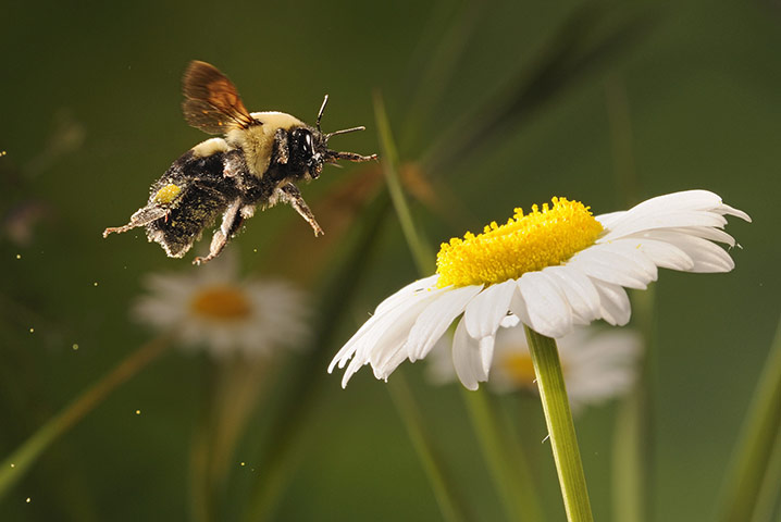 a-bee-approaches-a-flower-002.jpg