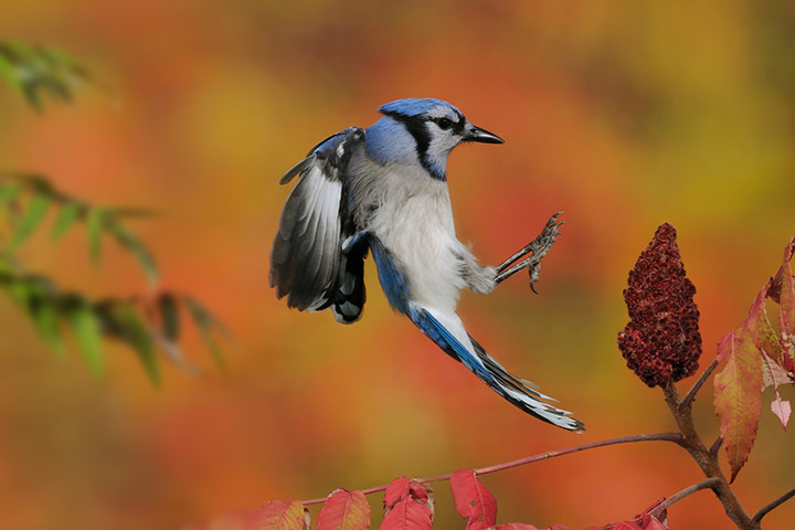 a-bluejay-bird-about-to-l-001.jpg