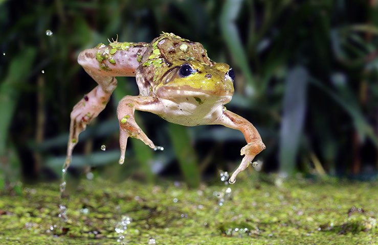 a-frog-is-caught-mid-hop-006.jpg
