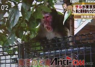 野猴突袭东京-japanprobe。中文来自煎蛋网.jpg