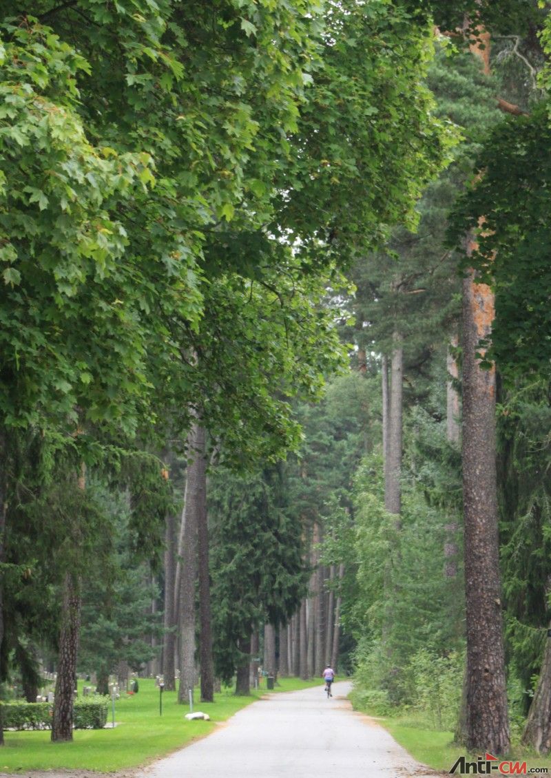 斯德哥尔摩公墓区的森林