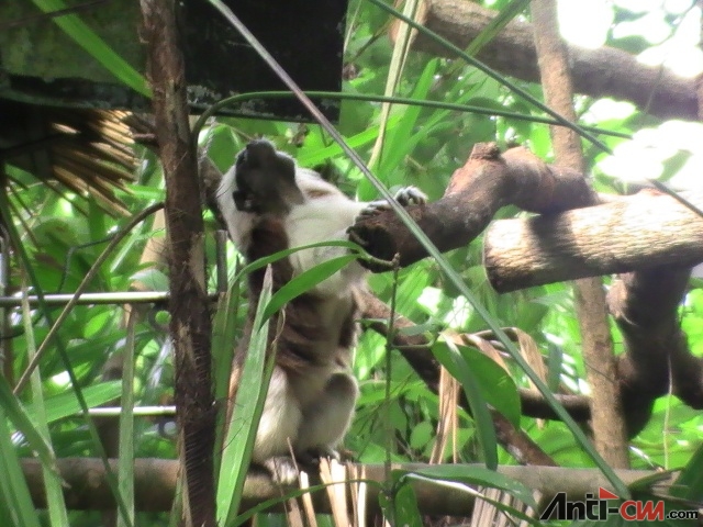 新加坡动物园 一进门既有白毛小猴迎接～ 伸手可得～.JPG