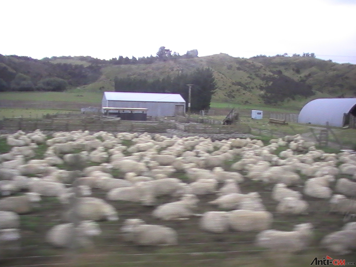 PIC_0864 路上都是一朵一朵的羊羊.JPG