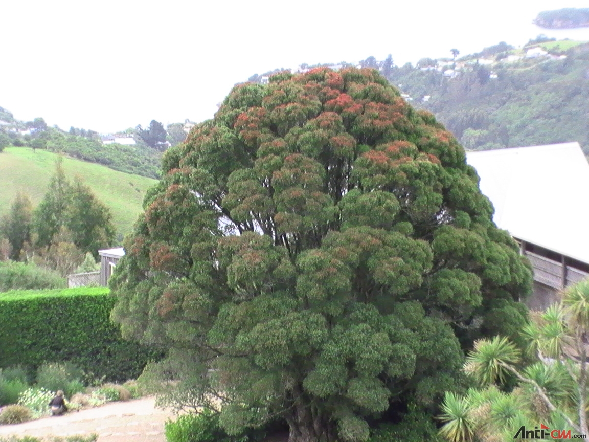 PIC_0881 红顶树.JPG