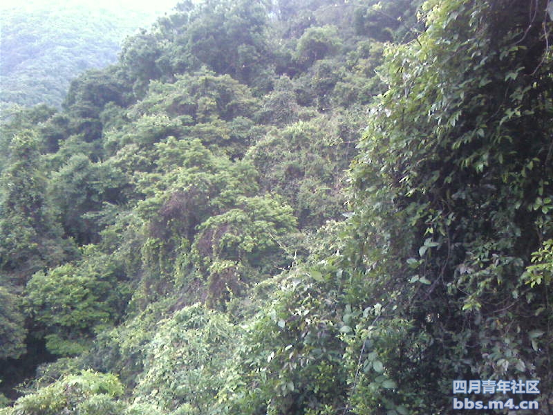 2011-5-1梧桐山 (23).jpg